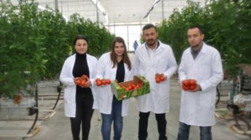 Termal Seralarda Domates Hasadı Başladı
