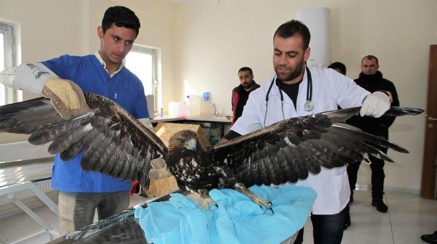 Yaralı Kartal Tedavi Altına Alındı