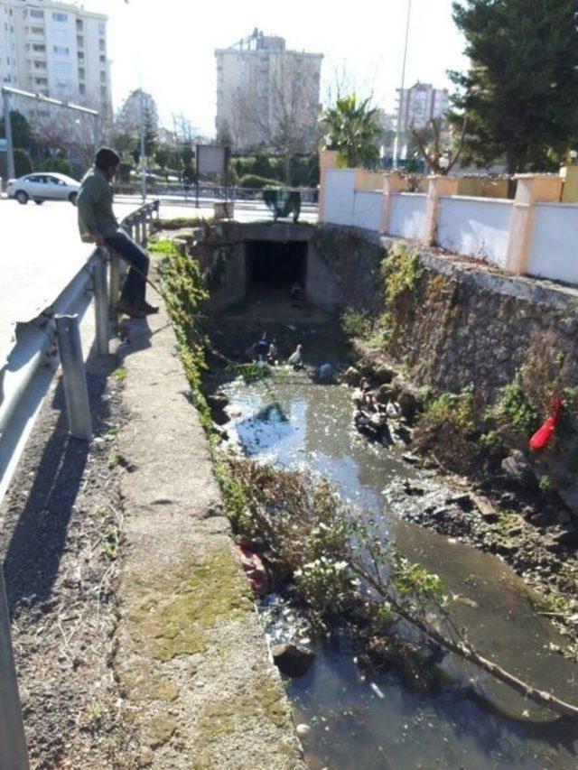 Antalya’da Mahsur Kalan Ördek Seferberliği 1