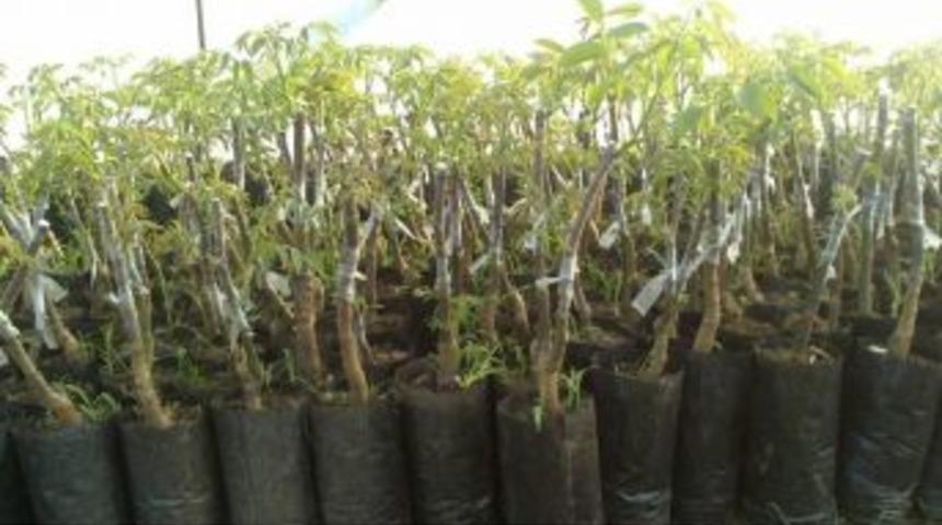 Yunusemre Belediyesi Ceviz Ve Zeytin Fidanı Dağıtacak