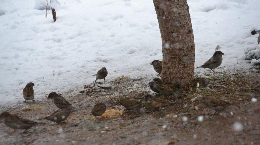 Siirt&rsquo;te Kuşlar İ&ccedil;in Doğaya Yem Bırakıldı