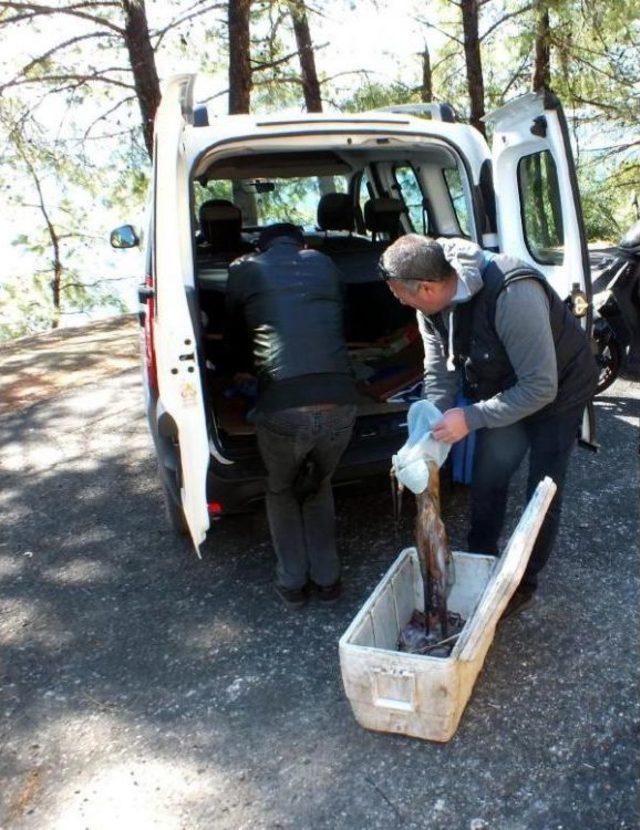 Marmaris'te Kaçak Ahtapot Avcılığına Para Cezası