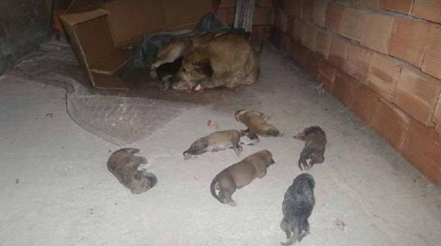 6 Yavru K&ouml;pek Soğuktan Dondu