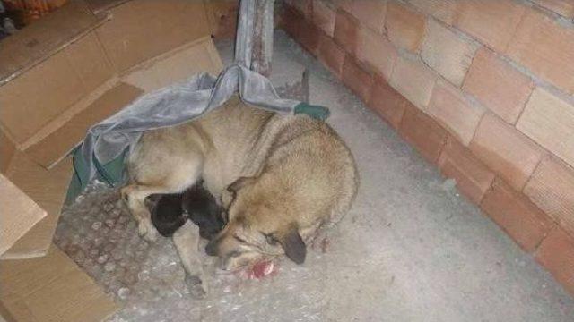 6 Yavru Köpek Soğuktan Dondu