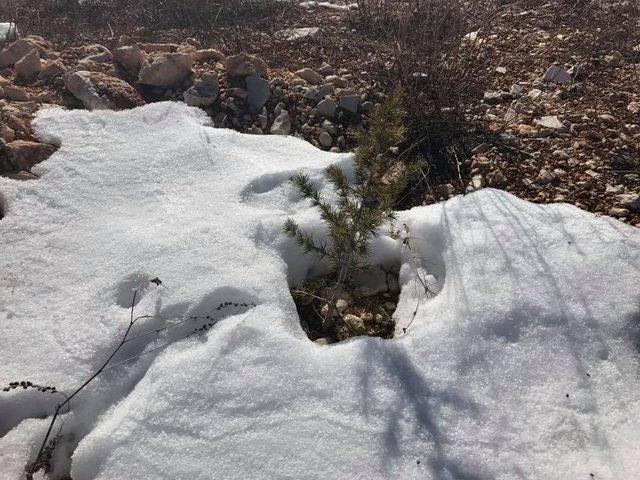 Korkuteli’de Maden Sahaları Yeşilleniyor