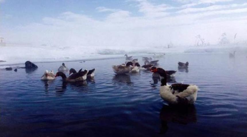 Kazlar, Günler Sonra Suya Kavuştu