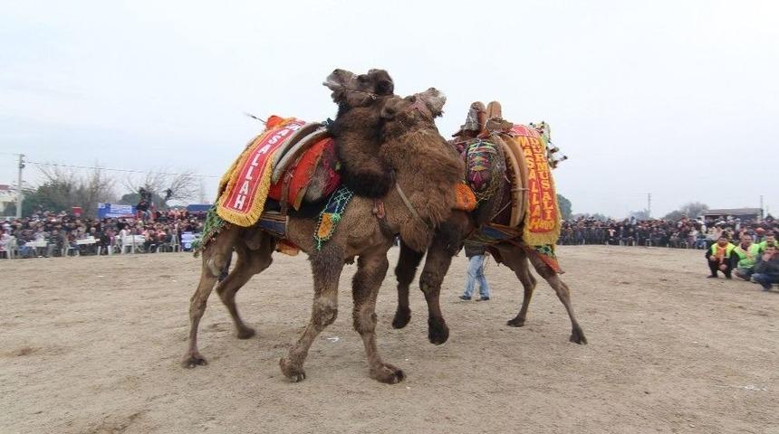 Menderes Deve G&uuml;reşleri Festivali Başlıyor