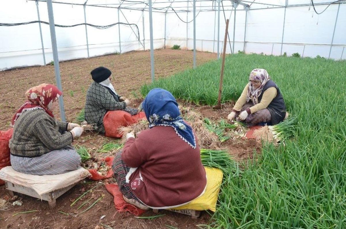 (&ouml;zel Haber) İstanbul&rsquo;un Yeşillik İhtiyacının B&uuml;y&uuml;k Kısmı Bu İl&ccedil;eden Karşılanıyor