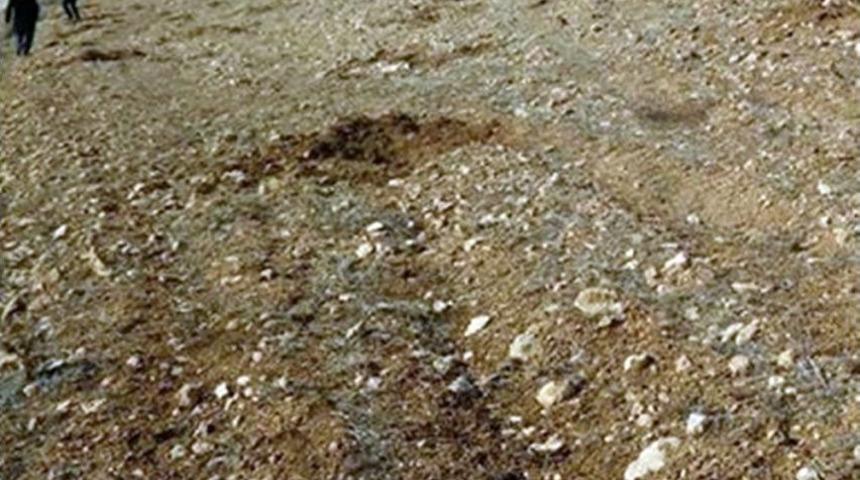 Hırsızlar Yeni Dikilen Zeytin Fidanlarını &Ccedil;aldı