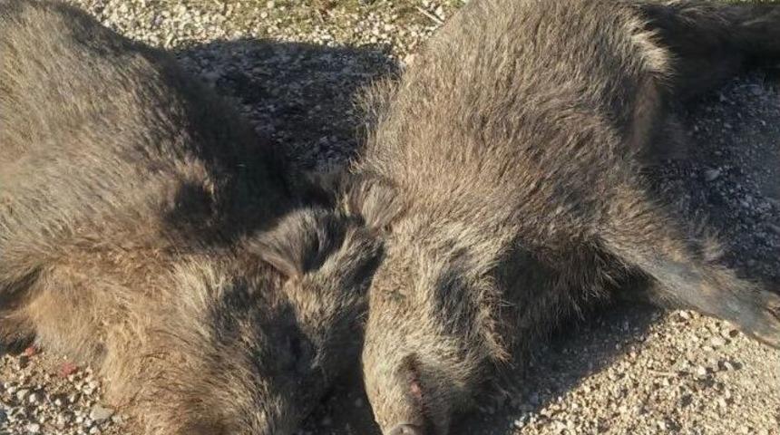 Kamyon Domuz S&uuml;r&uuml;s&uuml;ne &Ccedil;arptı