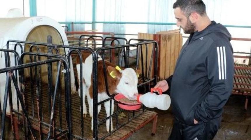 Besihanede 'buzağı Kreşi'