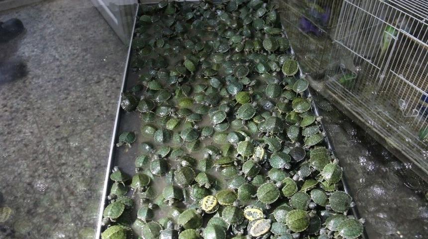 (&ouml;zel Haber) G&uuml;mr&uuml;ğe Takılan Kaplumbağalar Yuvalarına Kavuşacakları G&uuml;n&uuml; Bekliyor