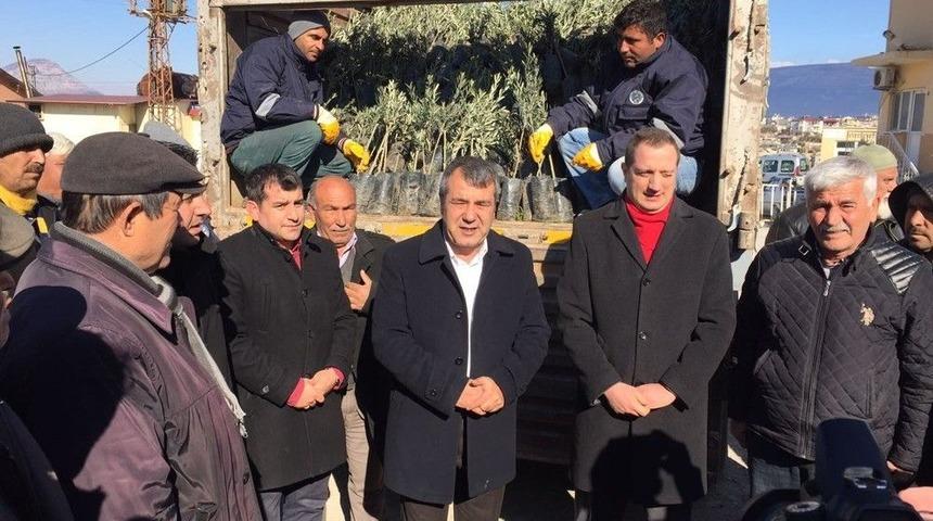 Mut Belediyesi &Uuml;reticiye 14 Bin Zeytin Fidanı Dağıttı
