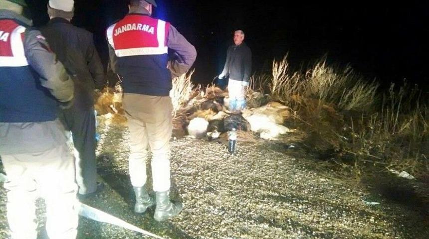 15 Ke&ccedil;i Yol Kenarında &Ouml;l&uuml; Bulundu