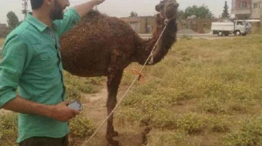 Hazine Ararken G&ouml;&ccedil;&uuml;k Altında Kalan Kişi, Kurtarılmaya &Ccedil;alışılıyor