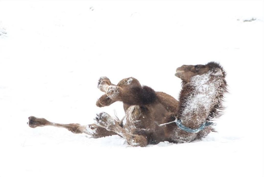 Van&rsquo;da G&uuml;reş&ccedil;i Deve Yetiştiriciliği