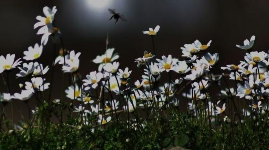 Baharı M&uuml;jdeleyen &Ccedil;i&ccedil;ekler A&ccedil;tı