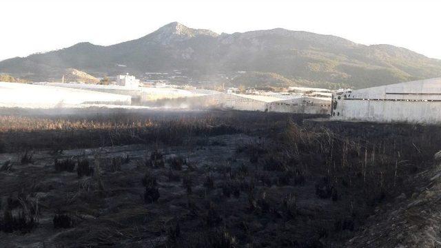 Sazlık Yangını Muz Serasına Da Zarar Verdi