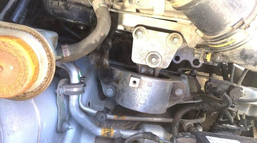 Aracın Motor Kısmına Sıkışan Kedi Sanayide &Ccedil;ıkartıldı