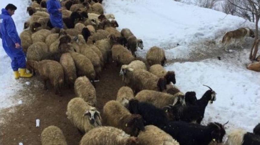 Bitlis&rsquo;te Şap Aşısı Ve K&uuml;peleme &Ccedil;alışması