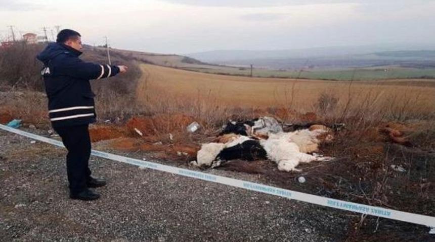 Tekirdağ'da Yol Kenarında 15 Ke&ccedil;i Leşi Bulundu