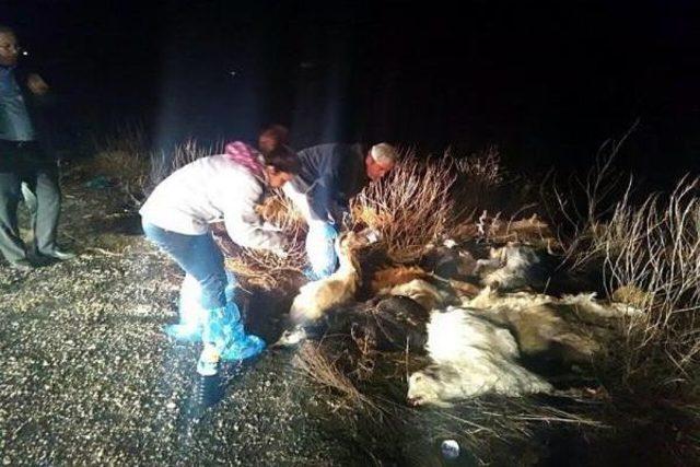 Tekirdağ'da Yol Kenarında 15 Keçi Leşi Bulundu