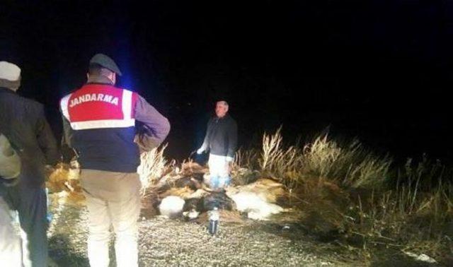 Tekirdağ'da Yol Kenarında 15 Keçi Leşi Bulundu