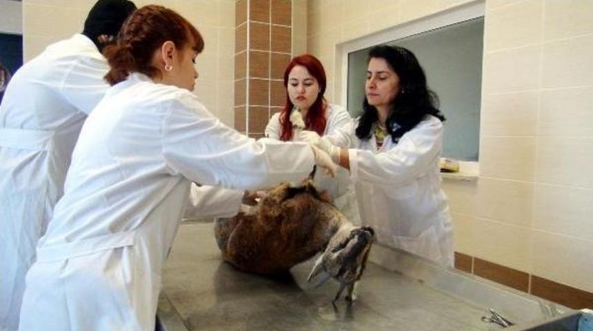 Dağ Ke&ccedil;ilerinin &Ouml;l&uuml;m Nedeni Belli Oldu