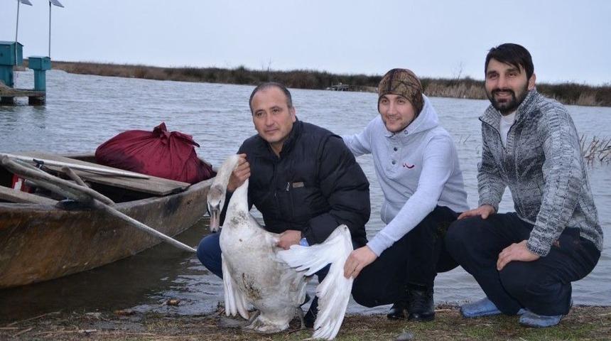 Hasta Kuğu Kooperatife Sığındı