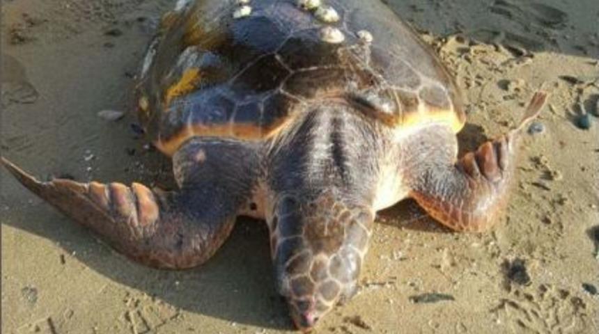Erdek'te Sahilde Caretta Caretta Bulundu
