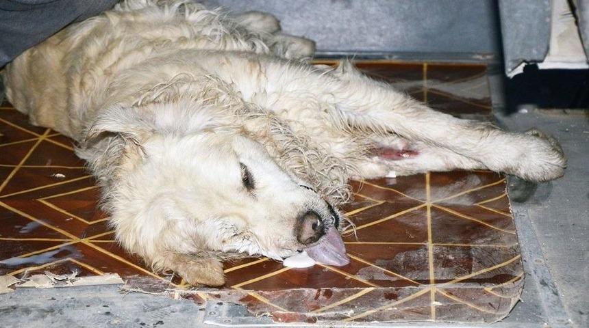 Milas&rsquo;ta 15 Hayvan Telef Edildi