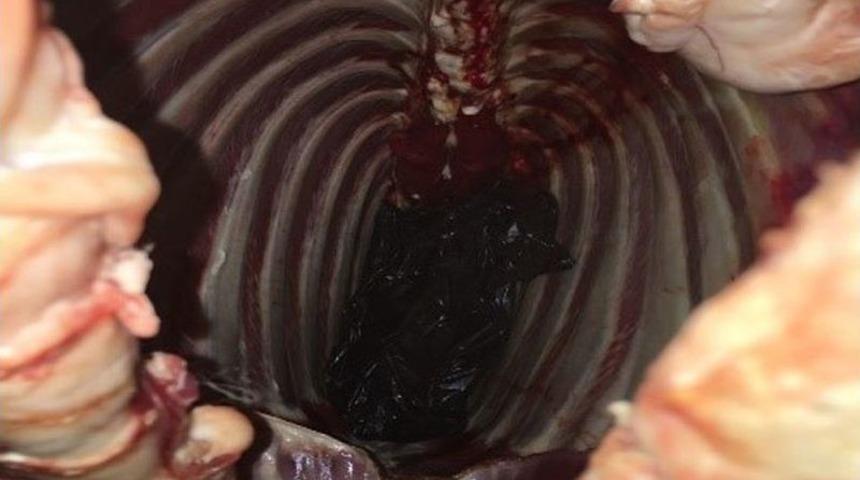 Koyun Etinden Tabanca &Ccedil;ıktı