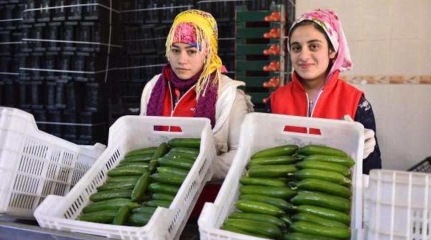 Soğuklar, Sebze Fiyatını U&ccedil;urdu
