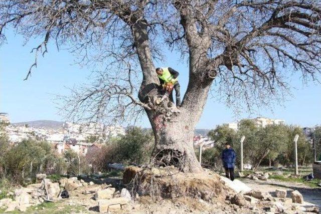 Anıtsal Ağaçlar Için Restorasyon