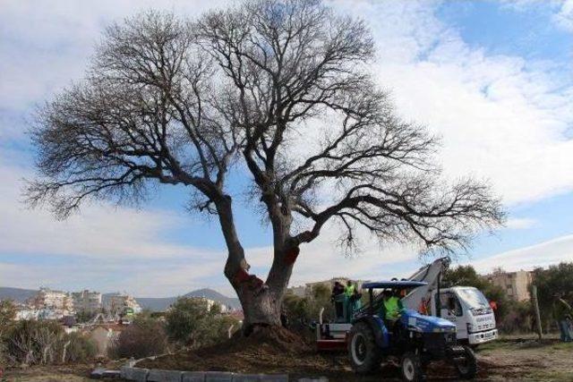 Anıtsal Ağaçlar Için Restorasyon