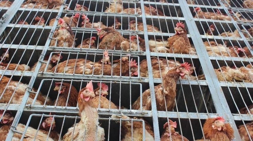 Suriye&rsquo;ye Canlı Tavuk G&ouml;nderiliyor