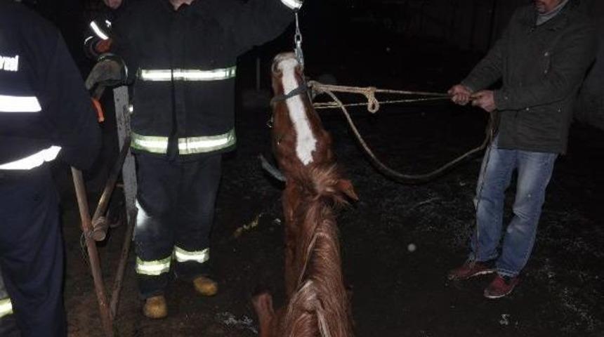 Foseptiğe D&uuml;şen Yarış Atını Itfaiye Kurtardı