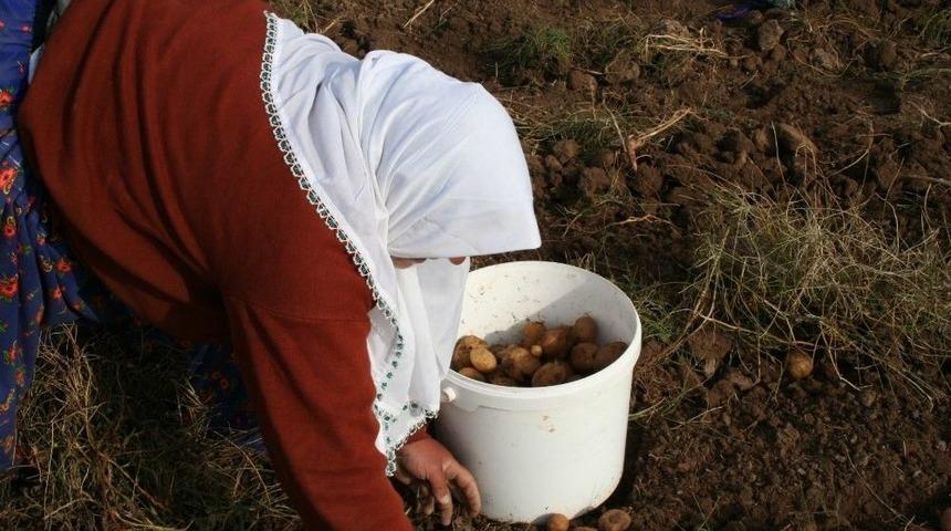 Cipslik Patates &Uuml;reticilerinden Mağduriyetlerinin Giderilmesine Teşekk&uuml;r