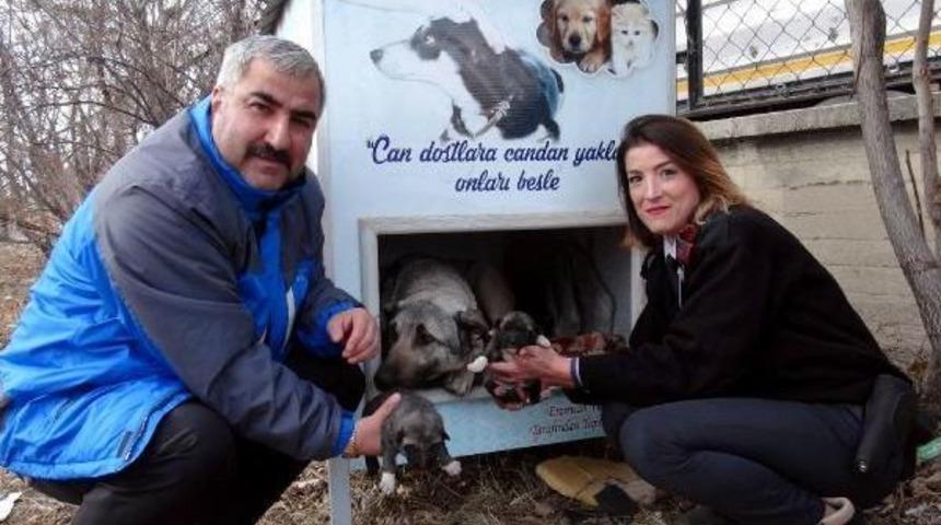 Yavru K&ouml;pekleri Donmaktan Son Anda Kurtardılar