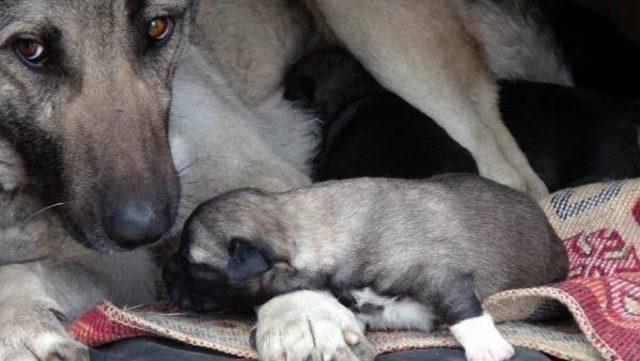 Yavru Köpekleri Donmaktan Son Anda Kurtardılar