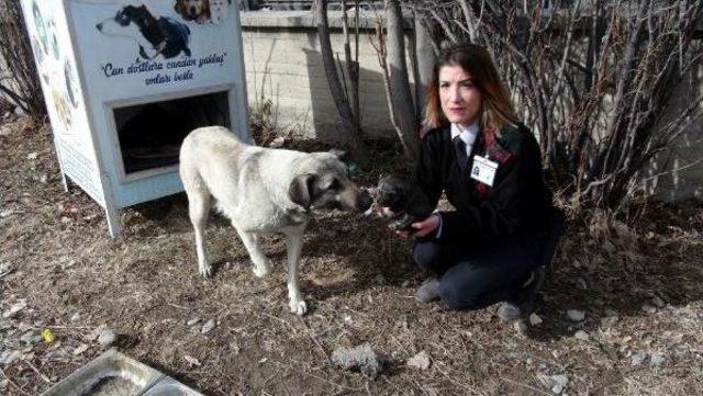 Yavru Köpekleri Donmaktan Son Anda Kurtardılar