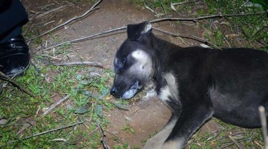 Kedi Ve K&ouml;peklerin Zehirlenip Telef Edilmesine Tepki