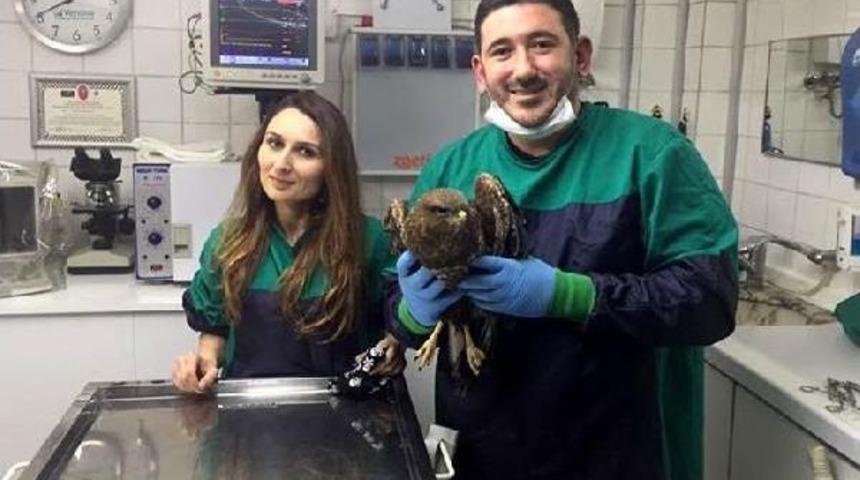 Şahinin Kırık Kanadına Metal Pim Takıldı