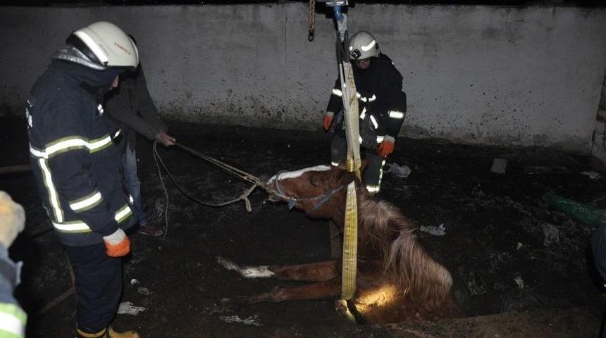 Fosseptik &Ccedil;ukuruna D&uuml;şen Yarış Atı İ&ccedil;in Seferberlik