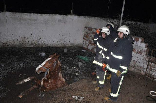 Fosseptik Çukuruna Düşen Yarış Atı İçin Seferberlik