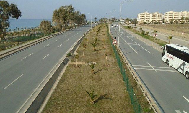 Alanya Belediyesi Peyzaj Düzenlemelerine Devam Ediyor