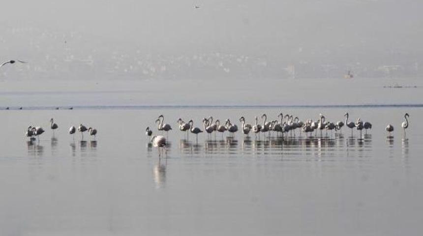 İzmit K&ouml;rfezi'ne Flamingo Akını