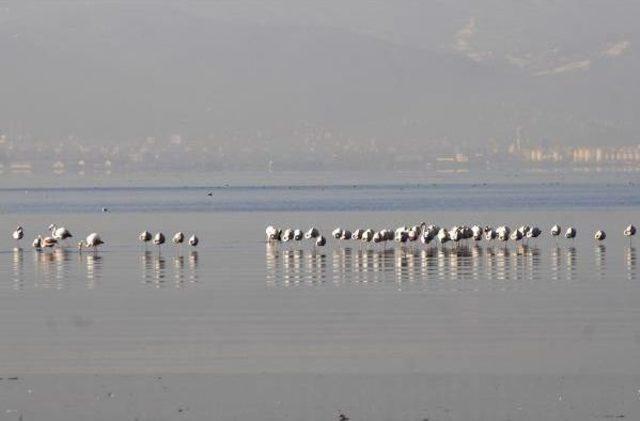 İzmit Körfezi'ne Flamingo Akını