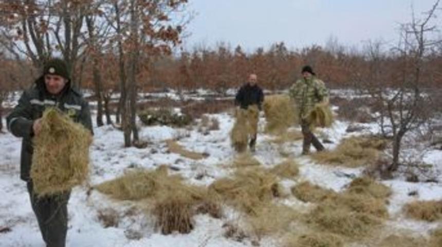 Hayvanlar İ&ccedil;in Doğaya Yem Bırakıldı