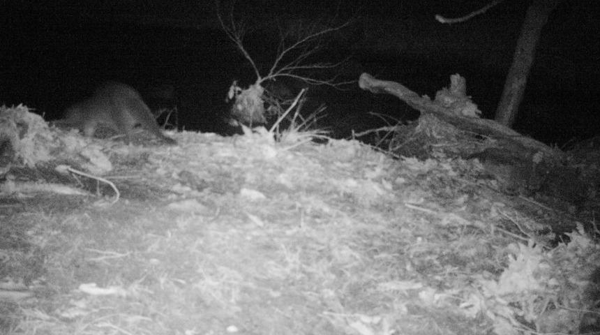 Bursa&rsquo;nın Su Samurları İzleniyor.